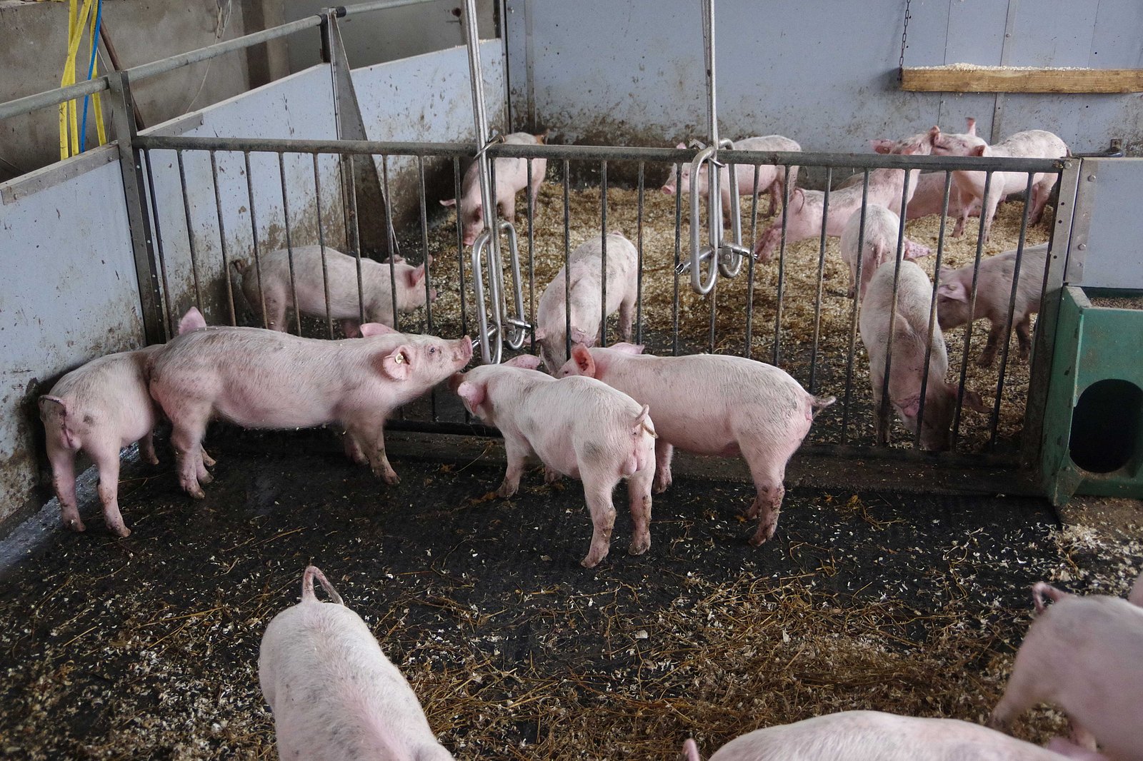 Schweine in Buchten mit Kontaktgitter. Klick führt zu Großansicht in neuem Fenster.
