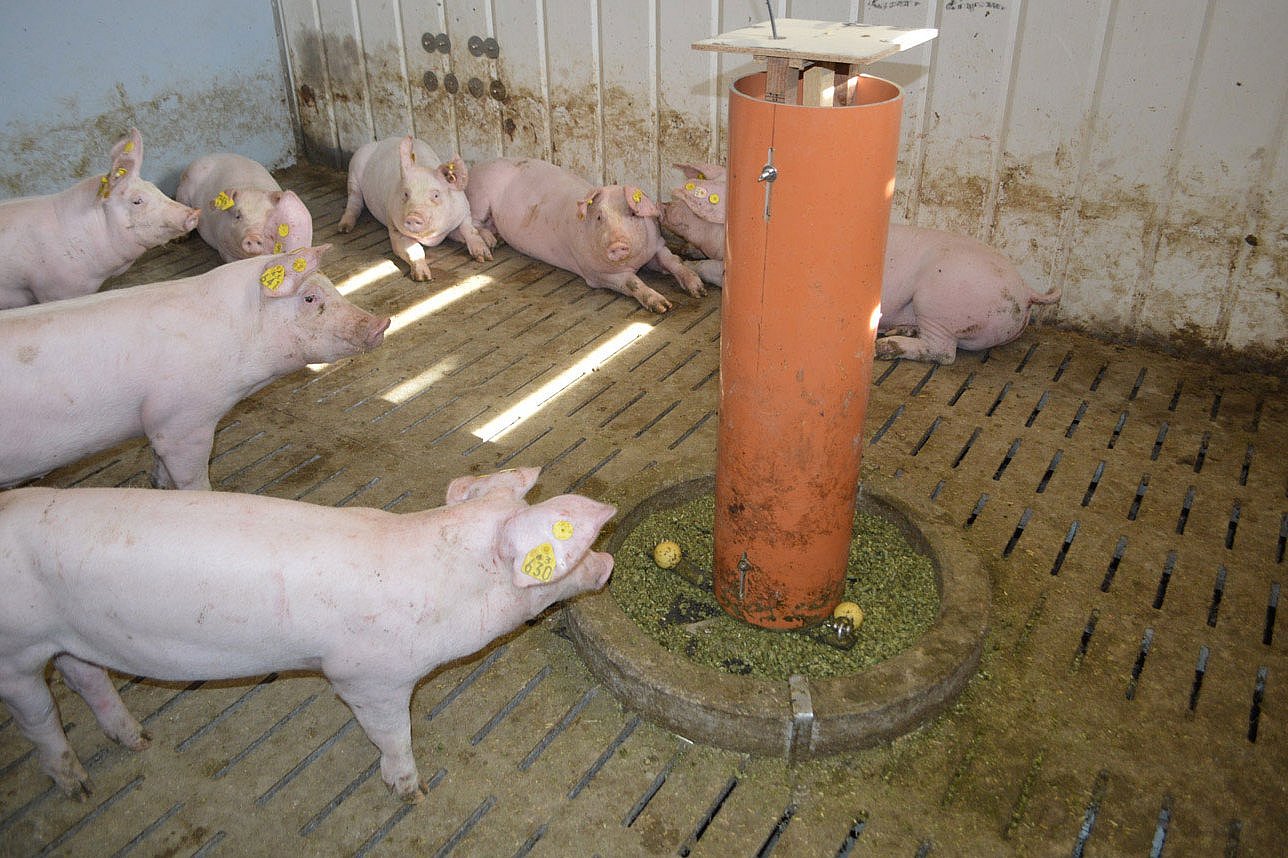 Schweine im Stall. Klick führt zu Großansicht im neuen Fenster.