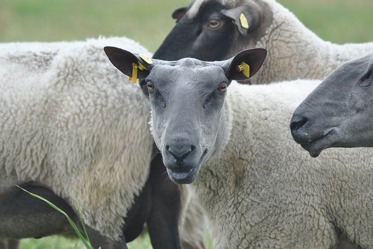 Blauköpfiges Fleischschaf zeigt beim Blöken seine Zunge: sie ist dunkel gefärbt, wie auch der Kopf des Tieres. Das Schaf steht in einer Gruppe mit anderen Schafen seiner Rasse.