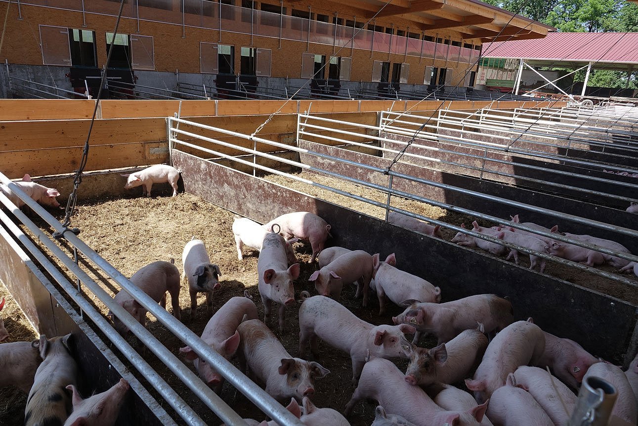 Mastschweine in einem offenen Auslauf. Klick führt zu Großansicht im neuen Fenster.