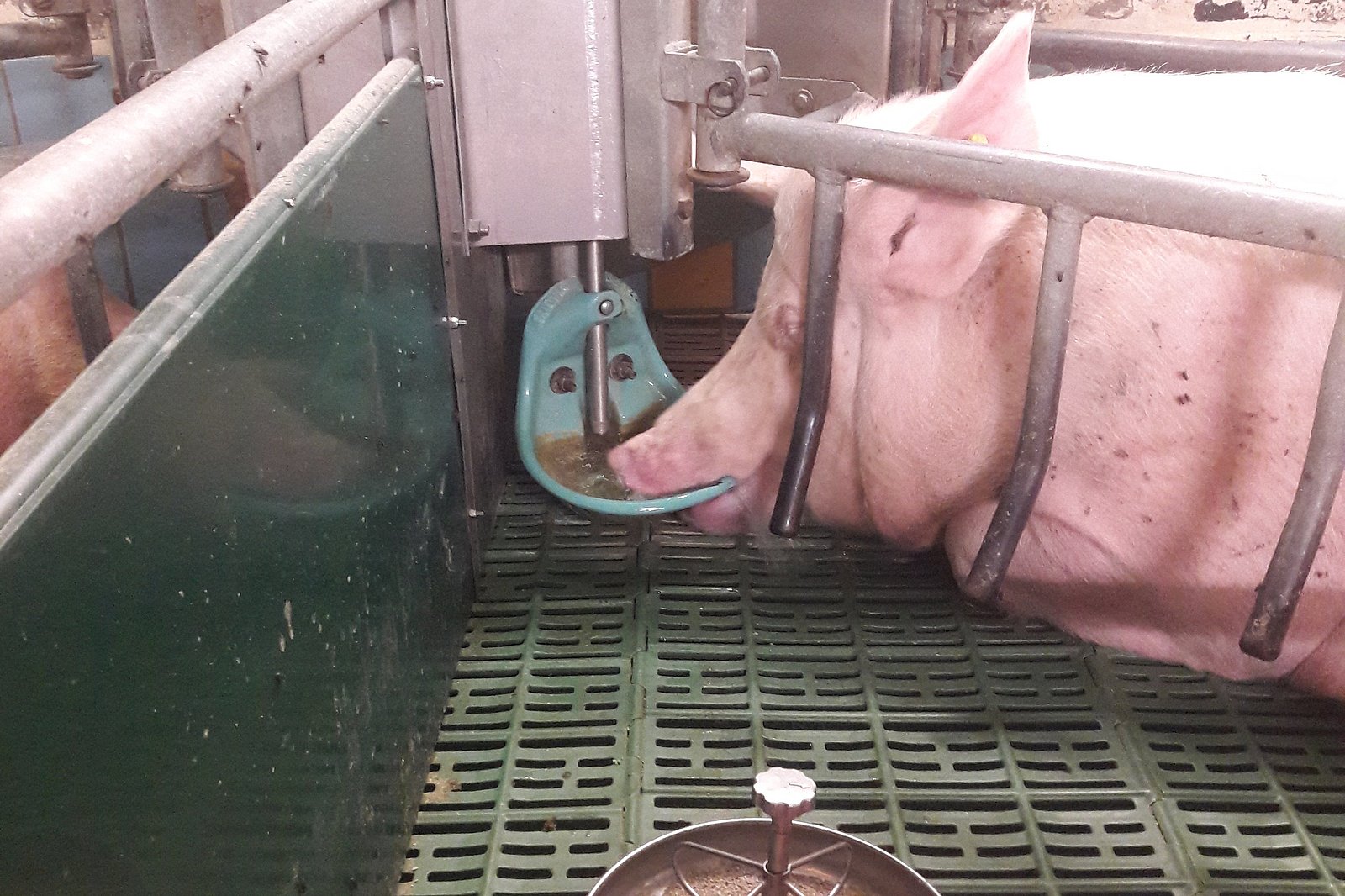 Sau trinkt aus Mutter-Kind-Tränke. Klick führt zu Großansicht in neuem Fenster.