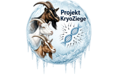 Logo KryoZiege. Klick führt zu Großansicht im neuen Fenster.