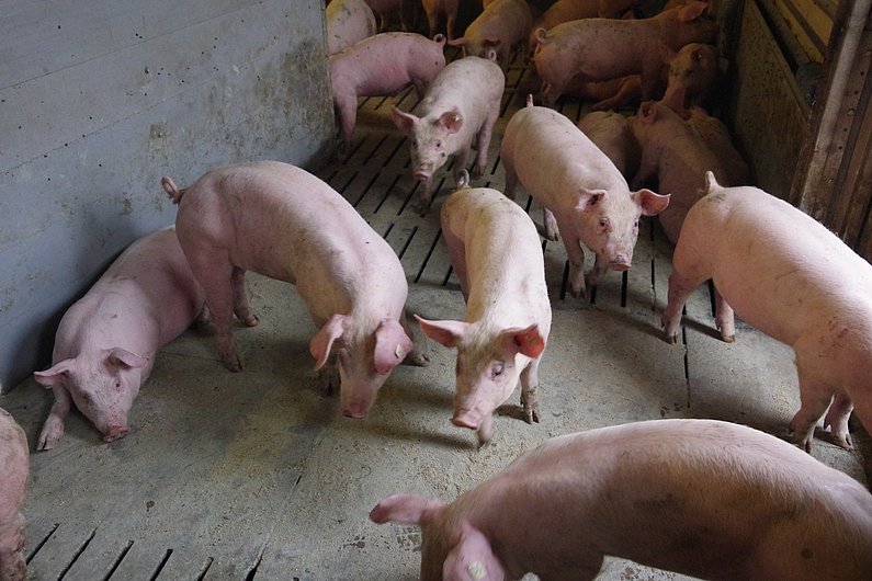 Schweine stehen im Stall auf Desinfektionspulver. Klick führt zu Großansicht in neuem Fenster.