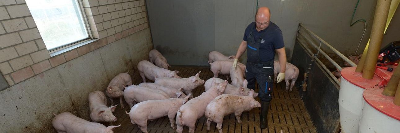 Landwirt kontrolliert im Stall den Zustand seiner Schweine. Klick führt zu Großansicht im neuen Fenster.