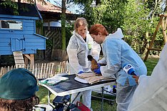 Tierärztinnen untersuchen ein Huhn. Klick führt zu Großansicht im neuen Fenster.