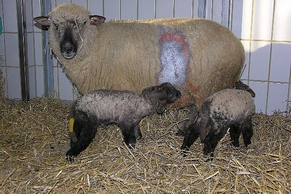 Schaf nach Kaiserschnitt in der linken Flanke mit zwei gesunden Lämmern.. Klick führt zu Großansicht im neuen Fenster. 