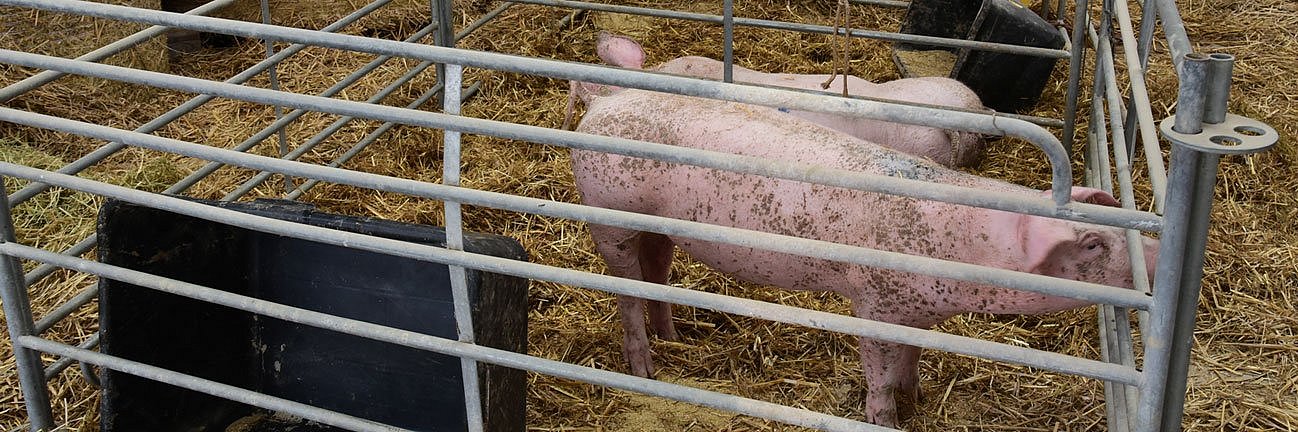 Das Bild zeigt Mastschweine im Krankenabteil in einem Strohlager. 