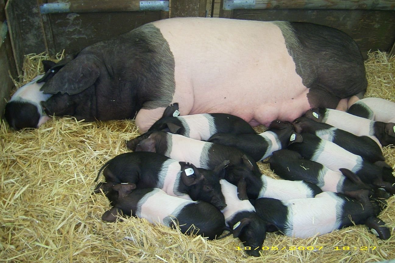 Schwein der Rassegruppe Deutscher Sattelschweine. Klick führt zu Großansicht im neuen Fenster.