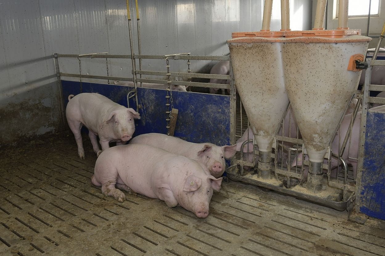 Drei Schweine stehen an Futtertrögen auf einem Spaltenboden. Klick öffnet Großansicht im neuen Fenster.
