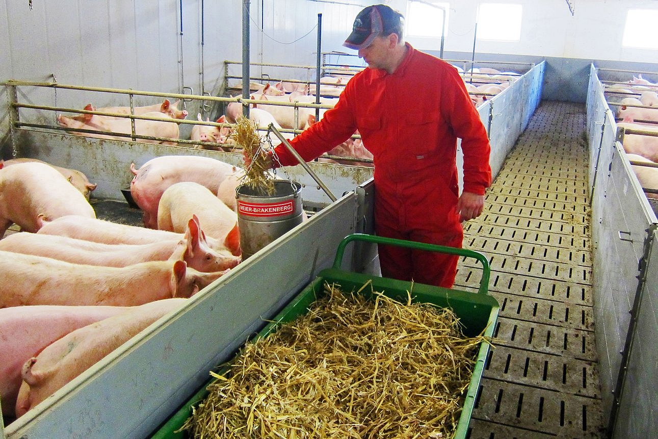  Landwirt verabreicht per Hand Raufutter in die Bucht. Klick führt zu Großansicht im neuen Fenster.