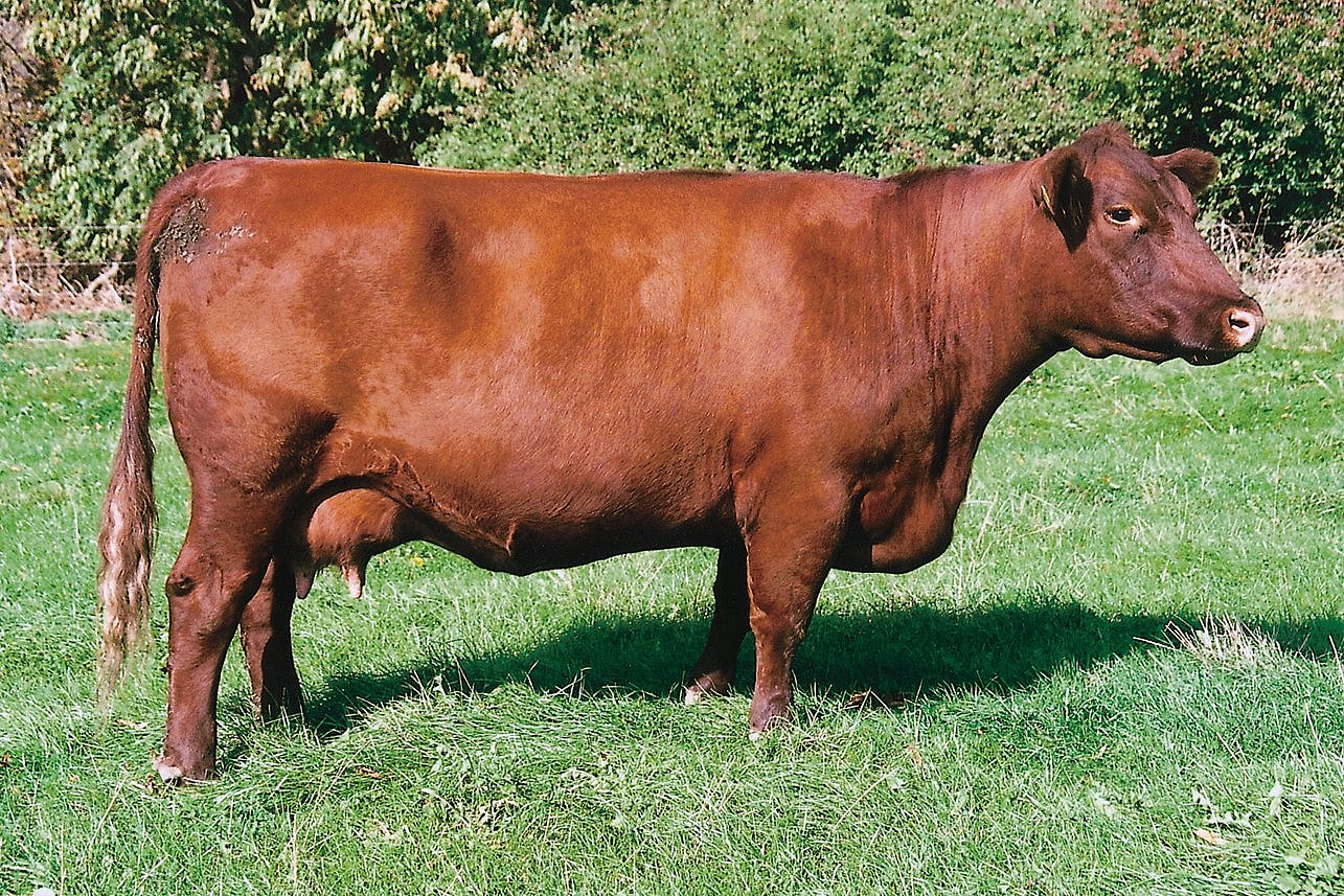 Seitenansicht eines Angus-Rinds. Klick führt zu Großansicht im neuen Fenster. 