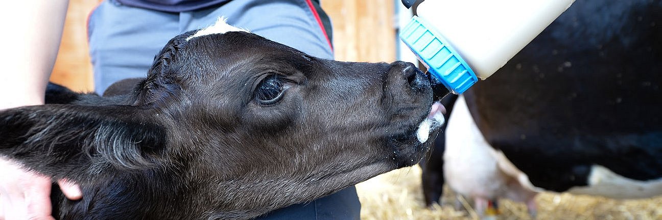 Ein junges Kalb wird in einer Abkalbebox getränkt. 