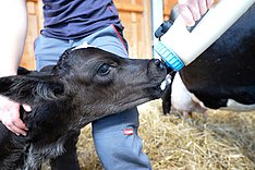 Ausreichend Kolostrum für vitale Kälber