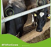 FitForCows: Technopathien nicht hinnehmen