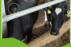 FitForCows: Technopathien nicht hinnehmen!