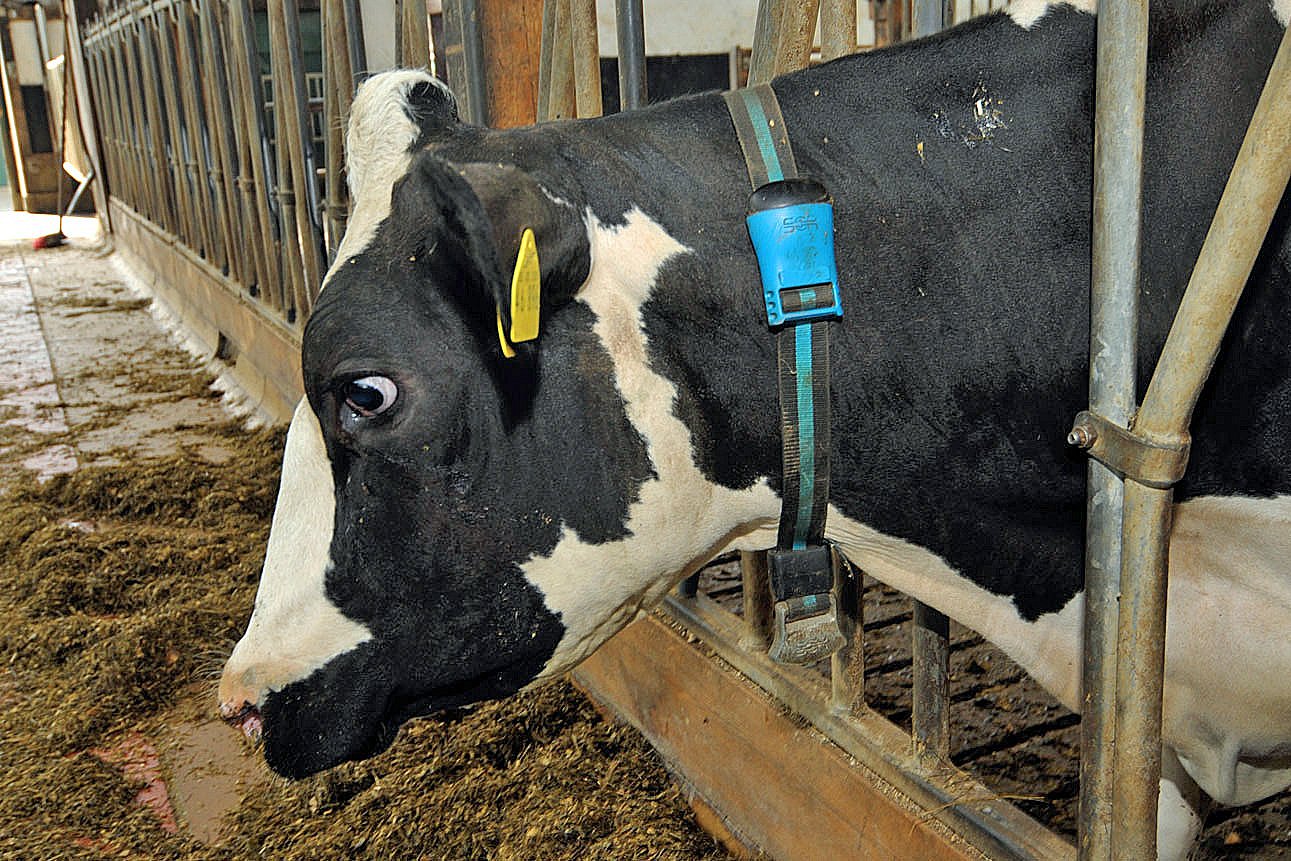 Ein Kuh streckt ihren Kopf durch das Fressgitter. Sie trägt ein Halsband mit Sensoren. Klick führt zu Großansicht im neuen Fenster. 