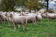 Umfrage zum Schwanzkupieren bei Schaflämmern