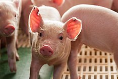 Ferkel im Stall, eines schaut in die Kamera. Klick führt zu Großansicht im neuen Fenster.