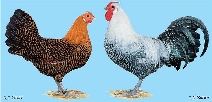 Westfälischer Totleger. KLick öffnet Großansicht im neuen Fenster