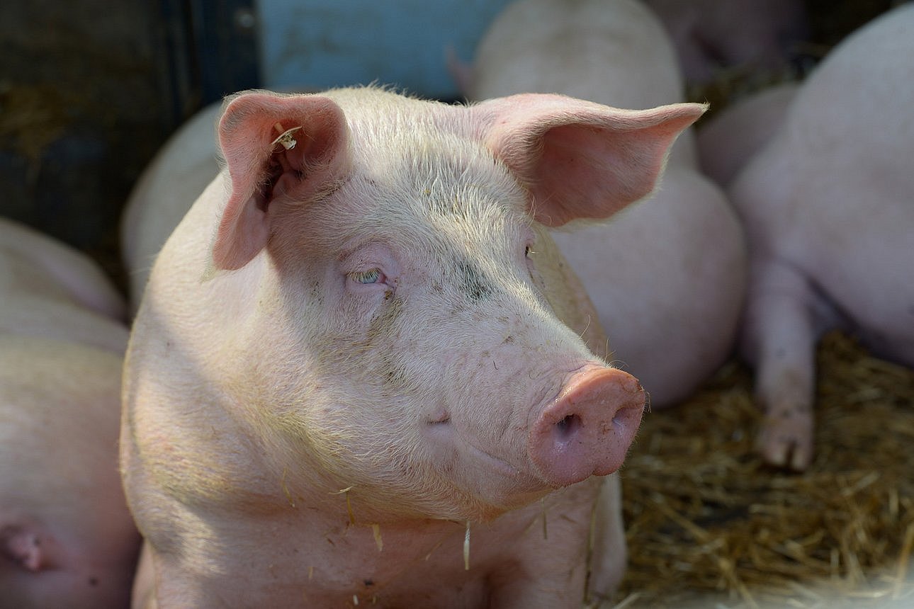 Schwein auf Stroh. Klick führt zu Großansicht im neuen Fenster.