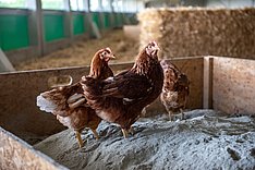 Geflügelhaltungen: Umfrage für bestandsbetreuende Tierärzte