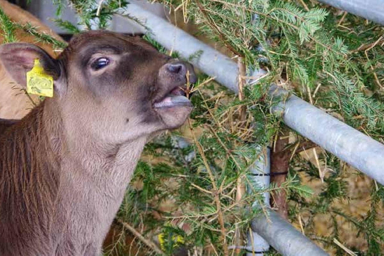 Ein Kalb knabbert an Nadelholzzweigen. Klick führt zu Großansicht im neuen Fenster. 