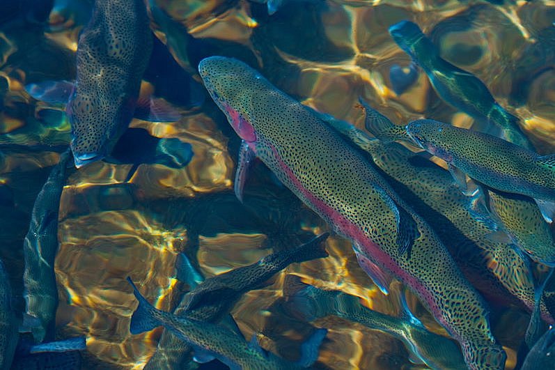 Regenbogenforellen in einer Fischzuchtanlage. Klick führt zu Großansicht im neuen Fenster.