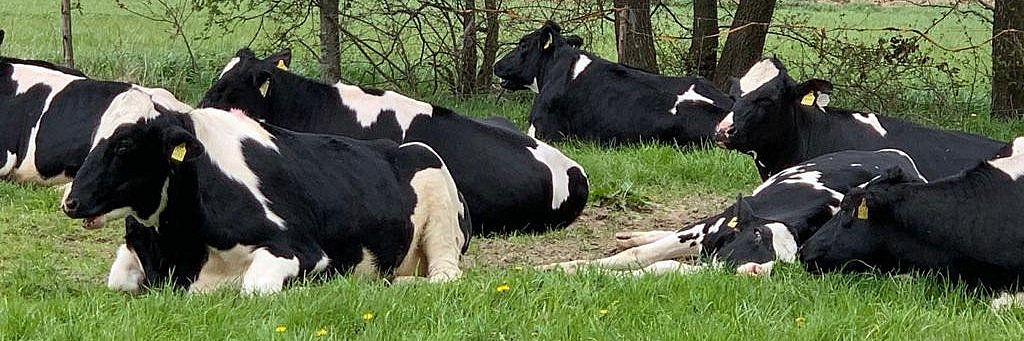 Jungrinder liegen auf der Weide. 