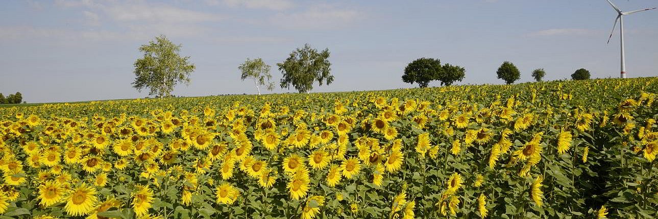 Ein Feld mit blühenden Sonnenblumen. Klick führt zu Großansicht im neuen Fenster