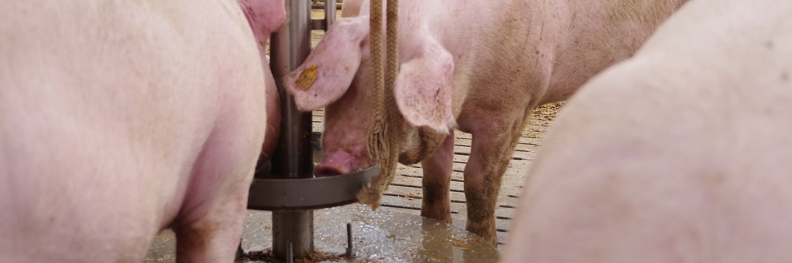 Nahaufname eines Schweins an einer Tränke.