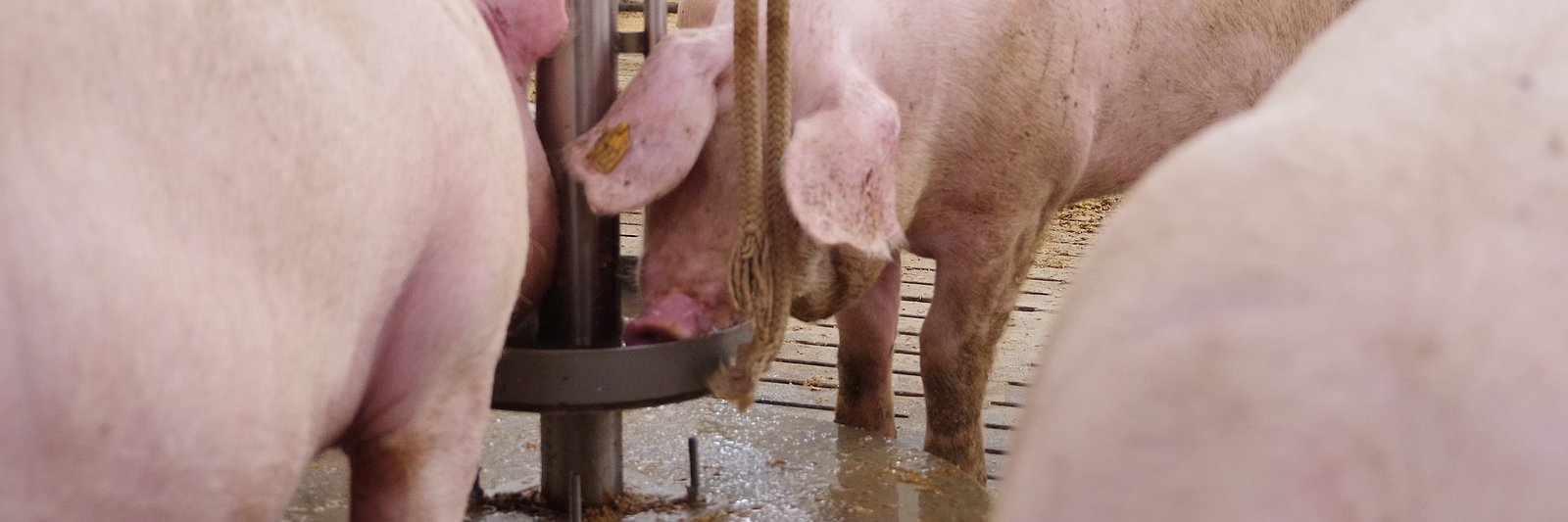 Schweine trinken Wasser aus einer Tränke. Klick führt zu Großansicht in neuem Fenster.