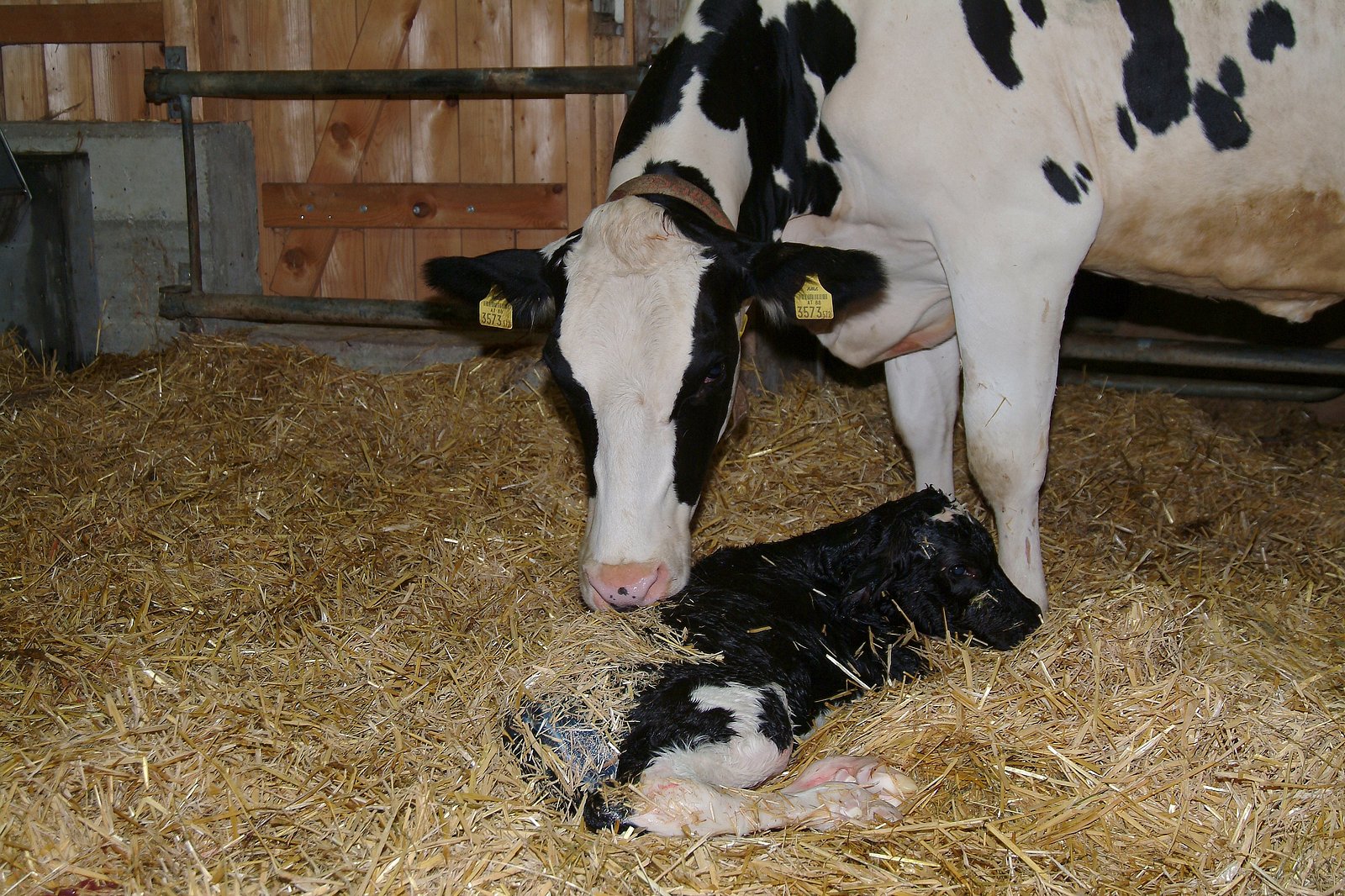 Ein Kuh betrachtet ihr Neugeborenes, das im Stroh vor ihr liegt. Klick führt zu Großansicht im neuen Fenster.  