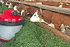 Ein Vorschieberoboter schiebt Futter an den Futtertisch von Rindern. 