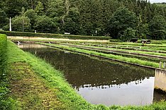 Teichwirtschaft mit Forellen. Bild: Dorothe Heidemann