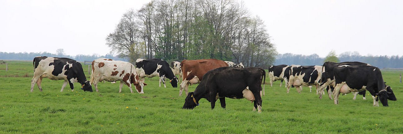 Schwarzbunte Milchkühe auf einer Weide.