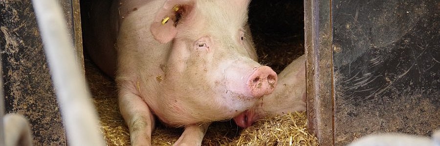 Ein Schwein liegt im Stroh.