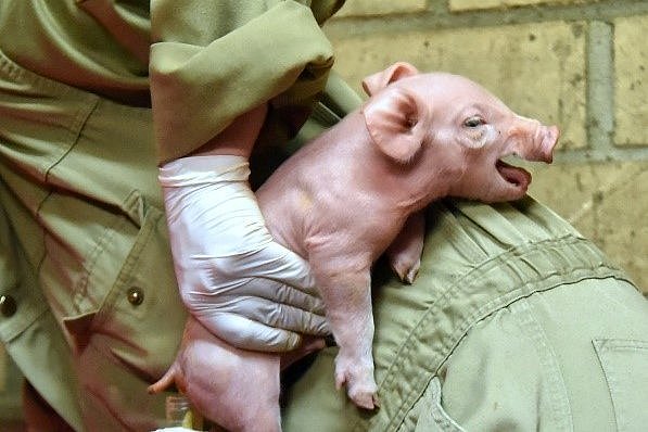 Einem kleinen Ferkel wird durch Druck auf dem Bauch Kot in ein Analysegefäß entnommen. Das Ferkel hat das Maul zum Schreien aufgerissen. Klick führt zu Großansicht im neunen Fenster. 