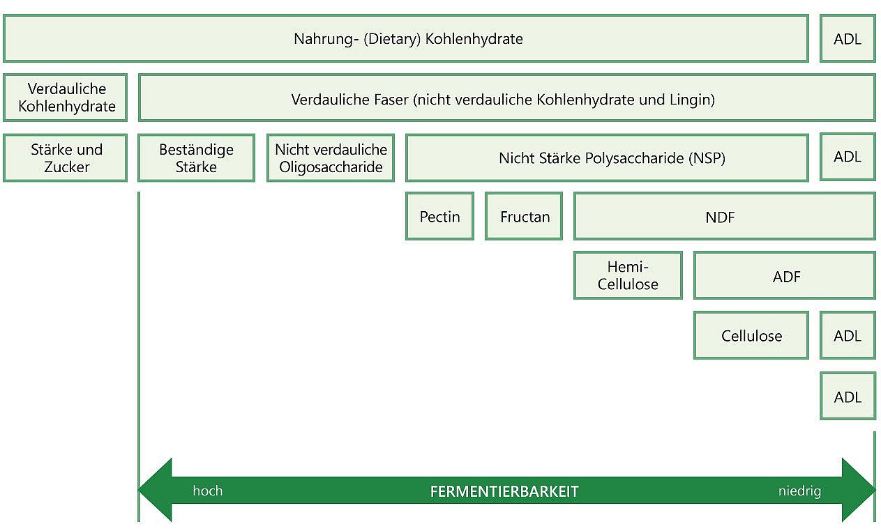 Grafik: Einteilung der Faserfraktionenn; nach Dusel (2014)