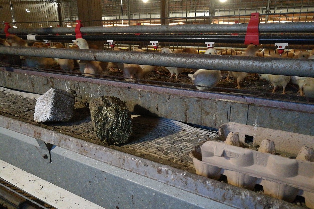 Küken in einer Aufzuchtvoliere mit Luzernebriketts, Picksteinen, Sandbädern und Magensteinen. Klick führt zu Großansicht im neuen Fenster.