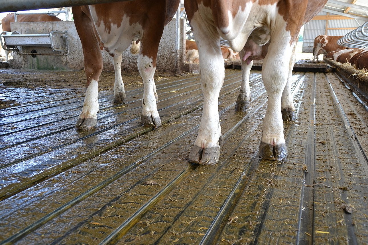 Gummirillenboden im Milchviehstall. Klick führt zu Großansicht in neuem Fenster.