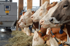 BUNTH: Abschlussveranstaltung MoMiNe 2. und 3.12.2025 - Stickstoffausscheidungen in der Milchkuhhaltung