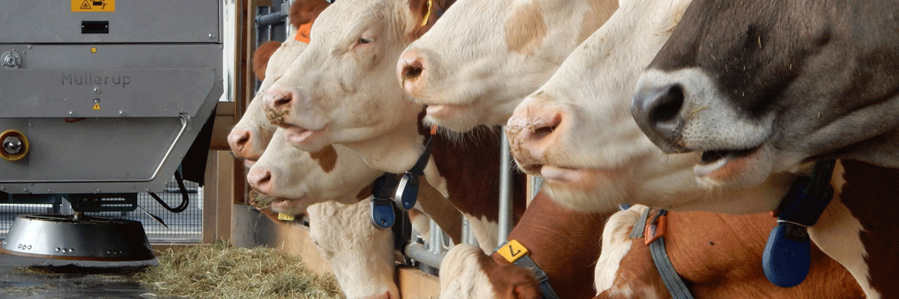 Ein Futterautomat legt Kühen das Futter vor. 