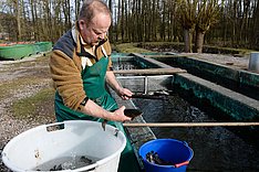 Tierschutzgerechte Betäubung und Schlachtung von Fischen