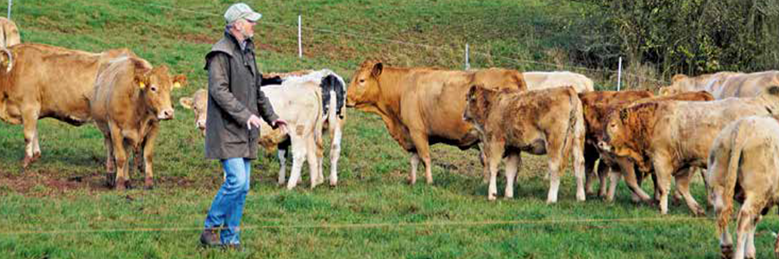 Ein geht Mann geht auf eine Herde Rinder auf der Weide zu.