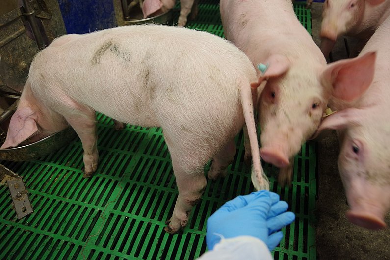 Eine Person hält den intakten Schwanz eines Schweins. Klick führt zu Großansicht in neuem Fenster.