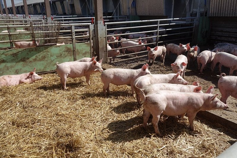 Schweine stehen im teilüberdachten Außenstall. Klick führt zur Großansicht im neuen Fenster.