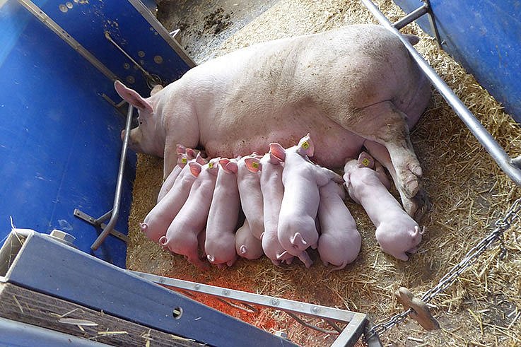 Sau liegt auf der Seite in einer Bewegungsbucht, einige Ferkel trinken am Gesäuge. Klick führt zu Großansicht im neuen Fenster.