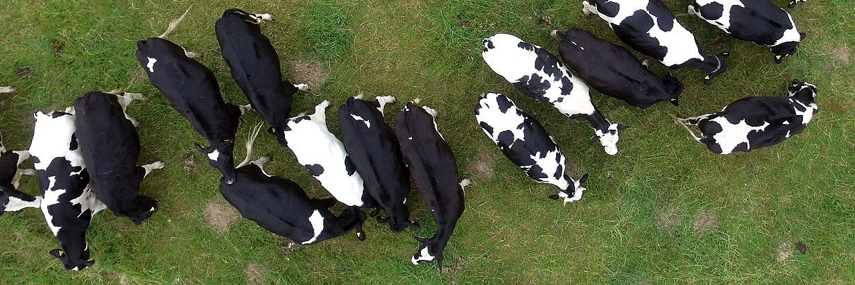 schwarz-bunte Milchkühe auf der Weide, zu sehen aus der Vogelperspektive