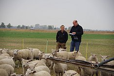 Decksaison bei Schafen 