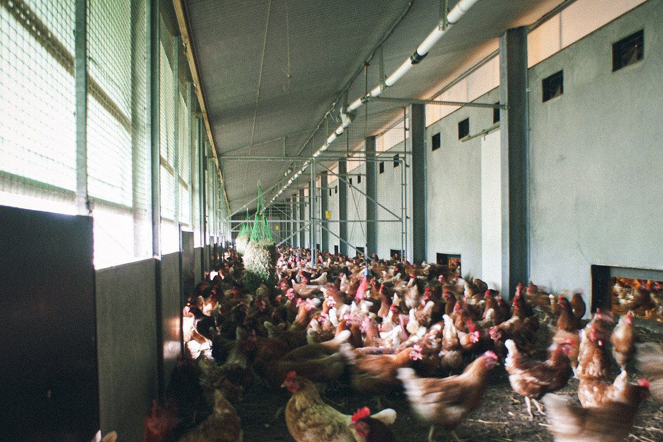 Blick in den Kaltscharrbereich eines Legehennenstalles. An der Decke verläuft das Rohrsystem der automatischen Beschäftigungsanlage. Klick führt zu Großansicht im neuen Fenster.